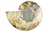Cut & Polished Ammonite Fossil (Half) - Madagascar #346008-1